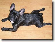 Bouledogue francais, French Bulldog