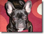 Bouledogue francais, French Bulldog