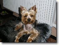 Jorkšírský terier, Yorkshire Terrier,