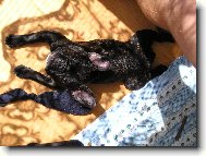Bouledogue francais, French Bulldog