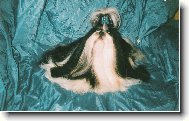 icu, Shih-Tzu