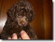 Poodle, Caniche
