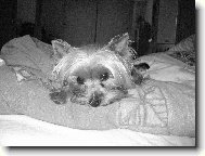 Jorkšírský terier, Yorkshire Terrier,