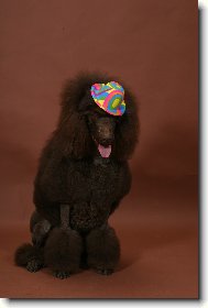 Poodle, Caniche