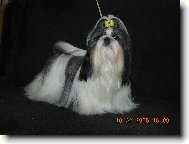icu, Shih-Tzu