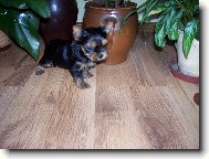 Jorkšírský terier, Yorkshire Terrier,