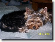 Jorkšírský terier, Yorkshire Terrier,