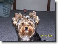 Jorkšírský terier, Yorkshire Terrier,
