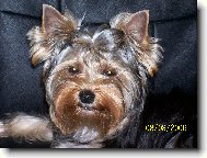 Jorkšírský terier, Yorkshire Terrier,