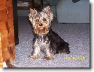 Jorkšírský terier, Yorkshire Terrier,