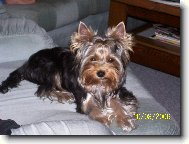 Jorkšírský terier, Yorkshire Terrier,