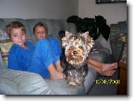 Jorkšírský terier, Yorkshire Terrier,