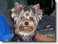 Jorkšírský terier, Yorkshire Terrier,