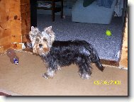 Jorkšírský terier, Yorkshire Terrier,