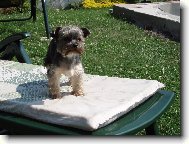 Jorkšírský terier, Yorkshire Terrier,
