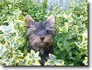 Jorkšírský terier, Yorkshire Terrier,