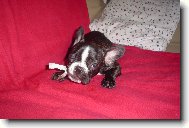 Bouledogue francais, French Bulldog