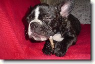 Bouledogue francais, French Bulldog