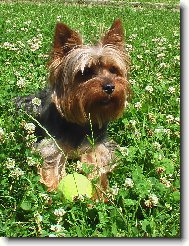 Jorkšírský terier, Yorkshire Terrier,