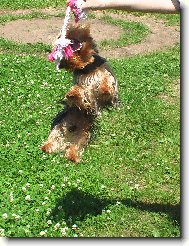 Jorkšírský terier, Yorkshire Terrier,