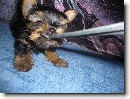 Jorkšírský terier, Yorkshire Terrier,