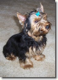 Jorkšírský terier, Yorkshire Terrier,