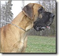 Deutsche Dogge