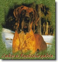 Deutsche Dogge