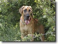 Deutsche Dogge