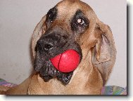 Deutsche Dogge