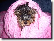 Jorkšírský terier, Yorkshire Terrier,