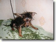Jorkšírský terier, Yorkshire Terrier,