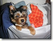 Jorkšírský terier, Yorkshire Terrier,