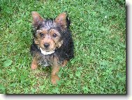 Jorkšírský terier, Yorkshire Terrier,