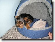 Jorkšírský terier, Yorkshire Terrier,