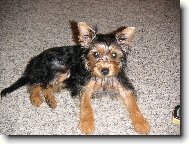 Jorkšírský terier, Yorkshire Terrier,