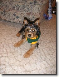 Jorkšírský terier, Yorkshire Terrier,