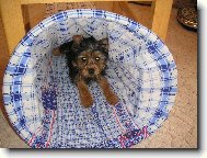 Jorkšírský terier, Yorkshire Terrier,