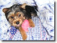 Jorkšírský terier, Yorkshire Terrier,
