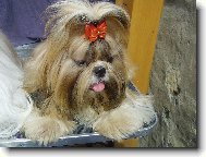 icu, Shih-Tzu