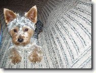 Jorkšírský terier, Yorkshire Terrier,
