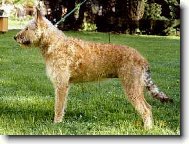 Chien de Berger Belge - Laekenois