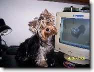 Jorkšírský terier, Yorkshire Terrier,