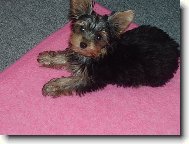 Jorkšírský terier, Yorkshire Terrier,