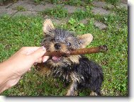Jorkšírský terier, Yorkshire Terrier,