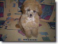 Poodle, Caniche