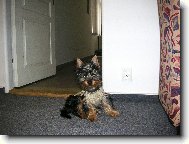 Australsk silky terir
