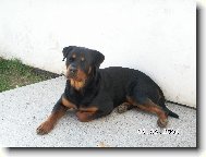 Rottweiler