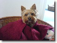 Jorkšírský terier, Yorkshire Terrier,