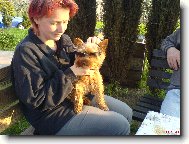 Jorkšírský terier, Yorkshire Terrier,